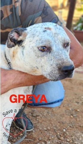 Greya Simil Lupetta Di 18 Mesi